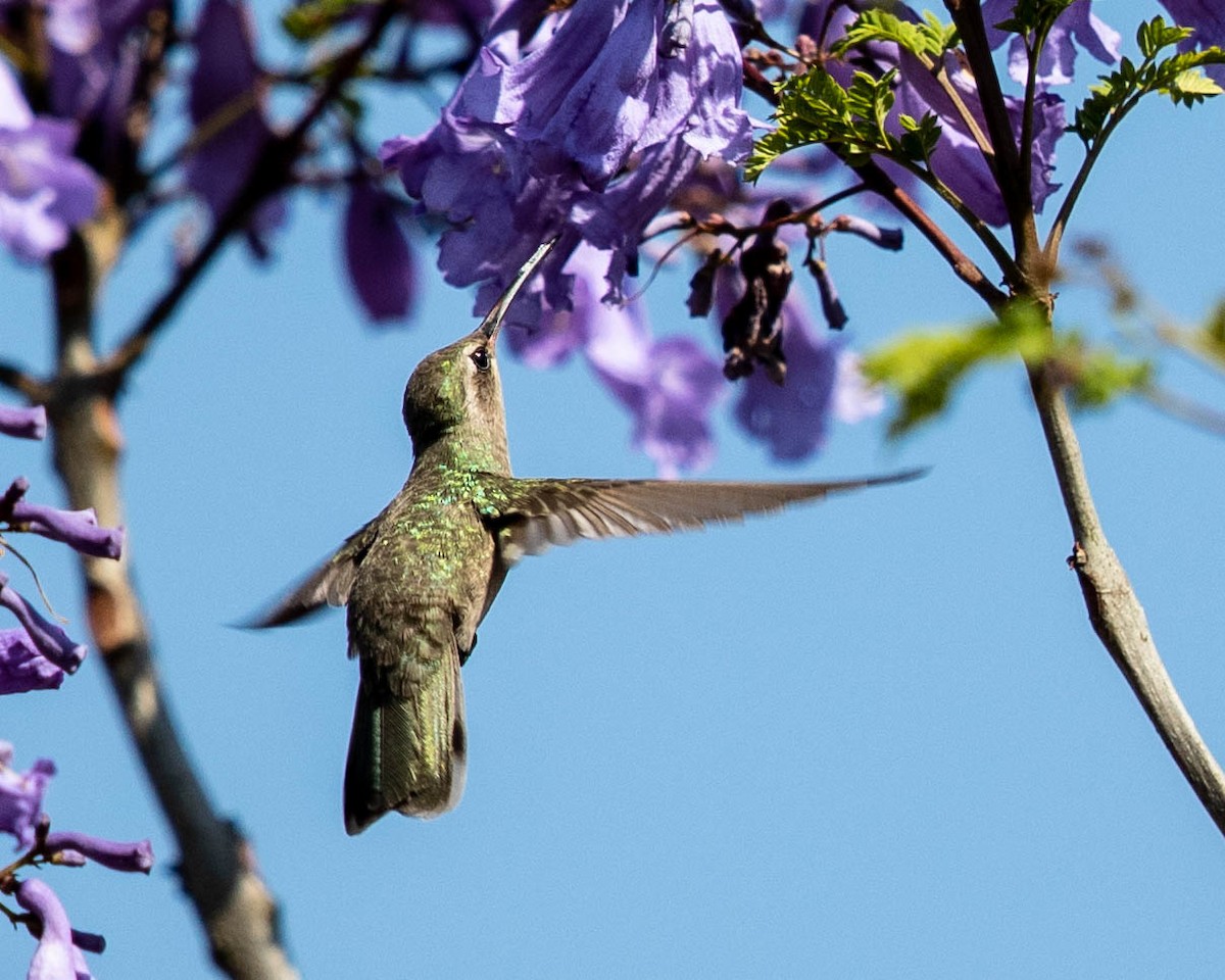 Dusky Hummingbird - Jeremy Coleman
