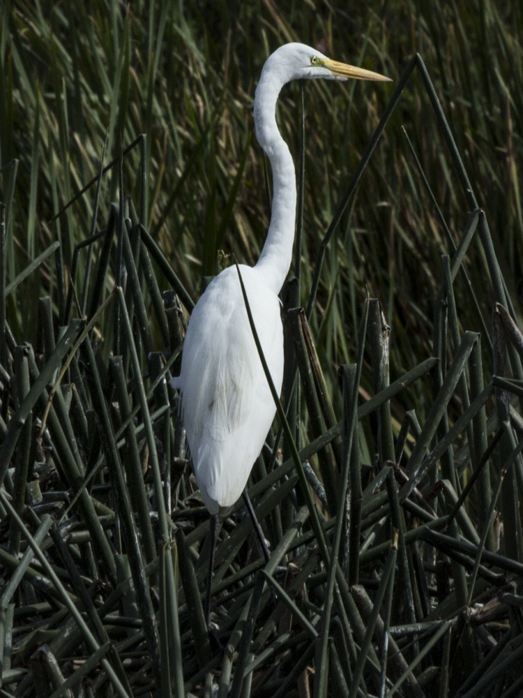 white egret sp. - Marco Ruales
