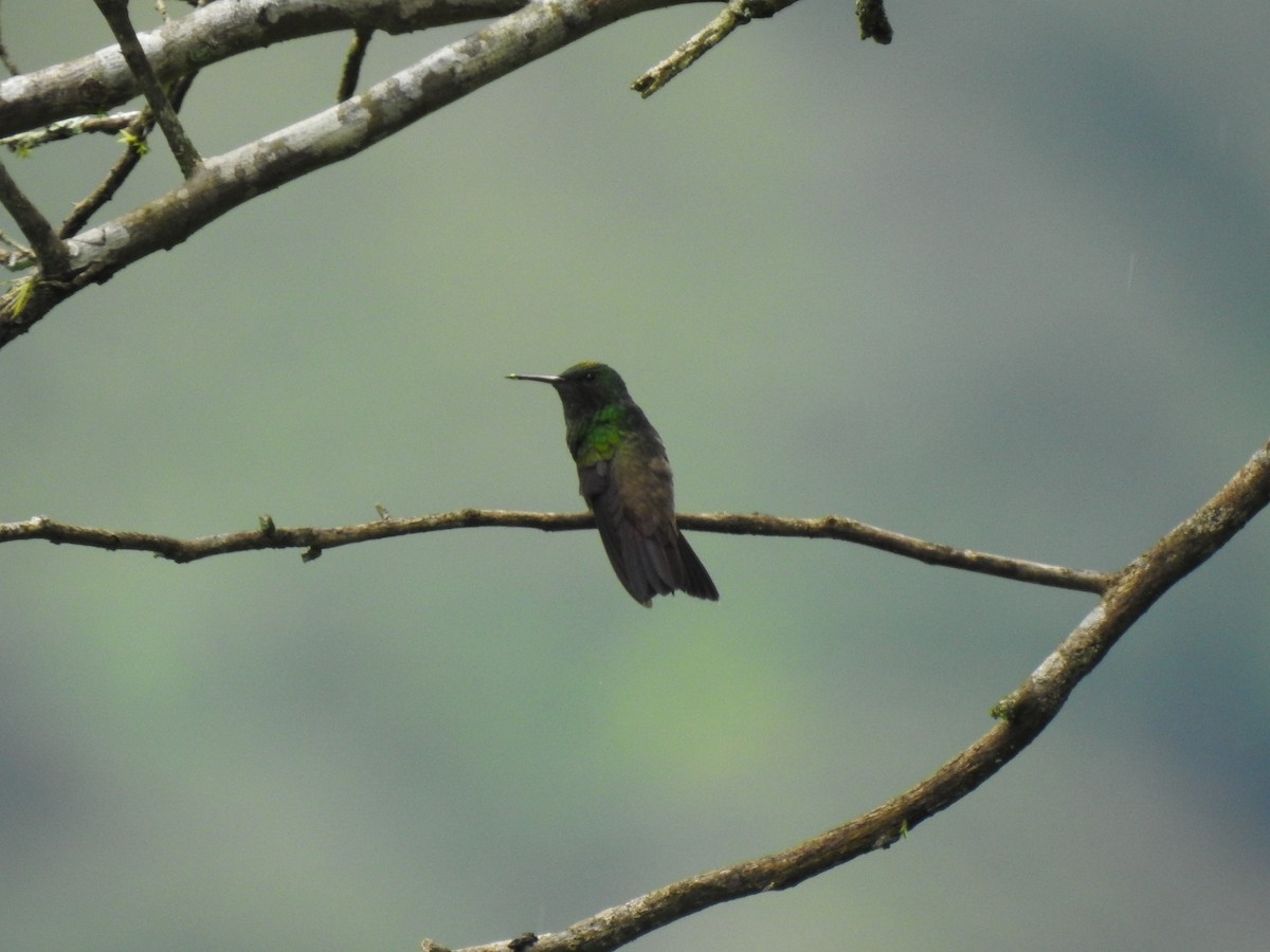 Green-bellied Hummingbird - ML149327711