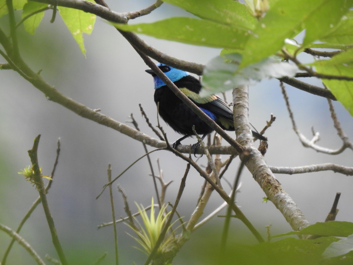 Blue-necked Tanager - ML149328781