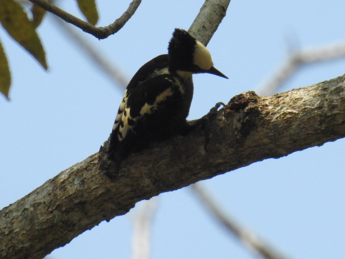 Heart-spotted Woodpecker - ML149328971