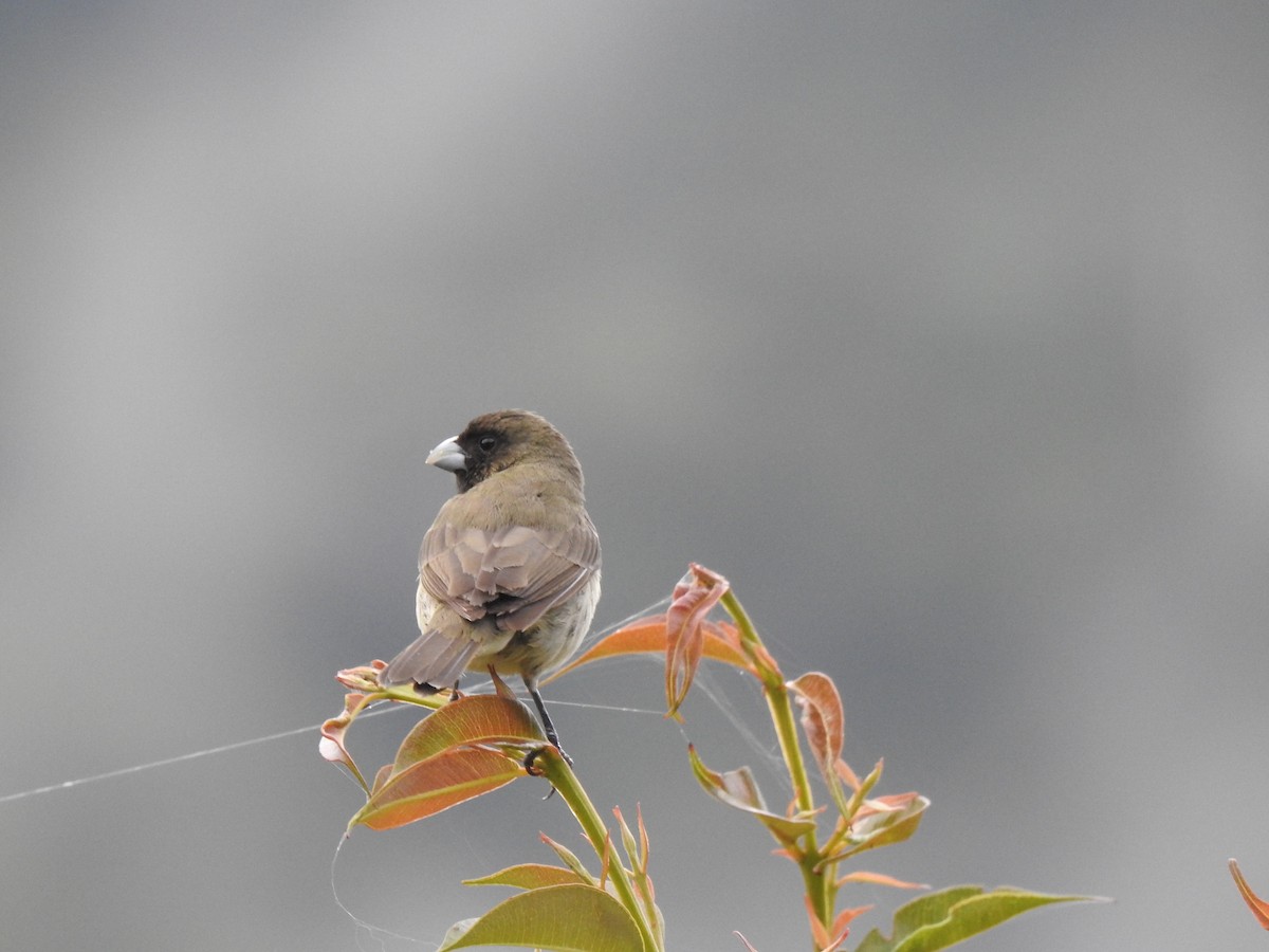 Yellow-bellied Seedeater - ML149328981