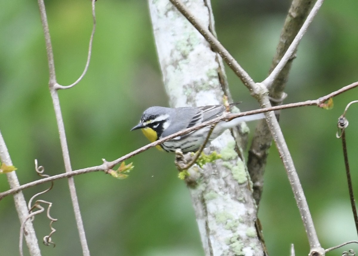 Yellow-throated Warbler - ML149329201