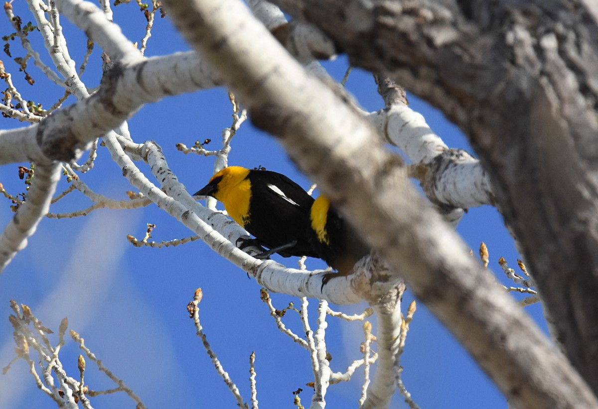 Yellow-headed Blackbird - ML149331391
