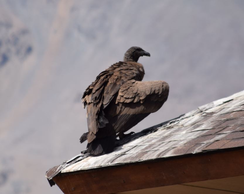 Andean Condor - Felipe Undurraga