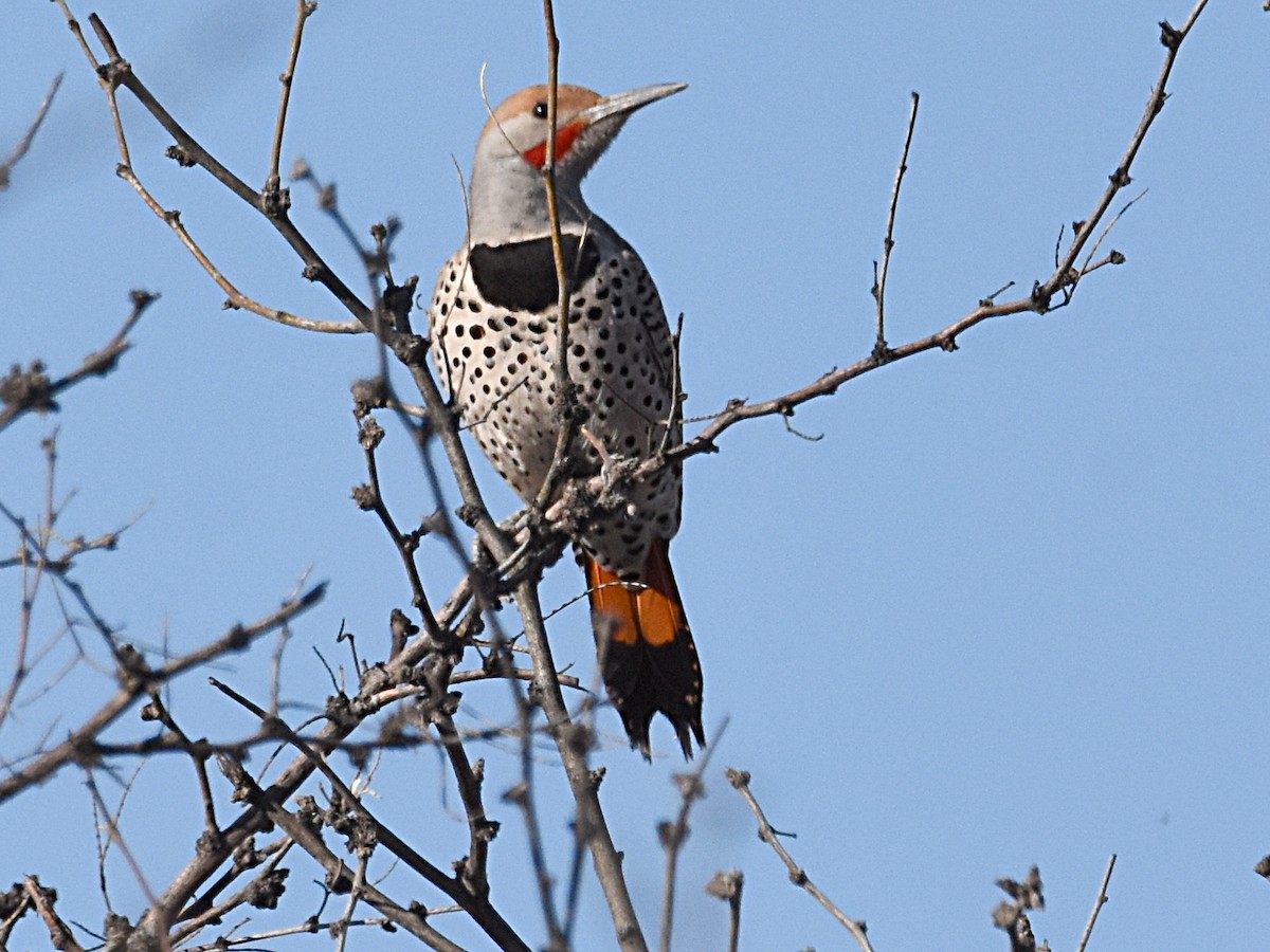 Northern Flicker (Red-shafted) - ML149332631