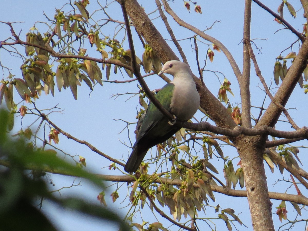 Green Imperial-Pigeon - ML149332691