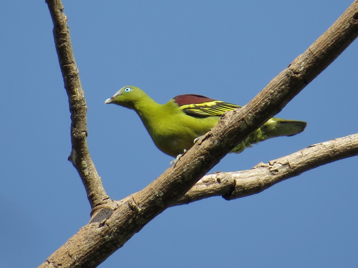 Филиппинский зеленый голубь - ML149332721