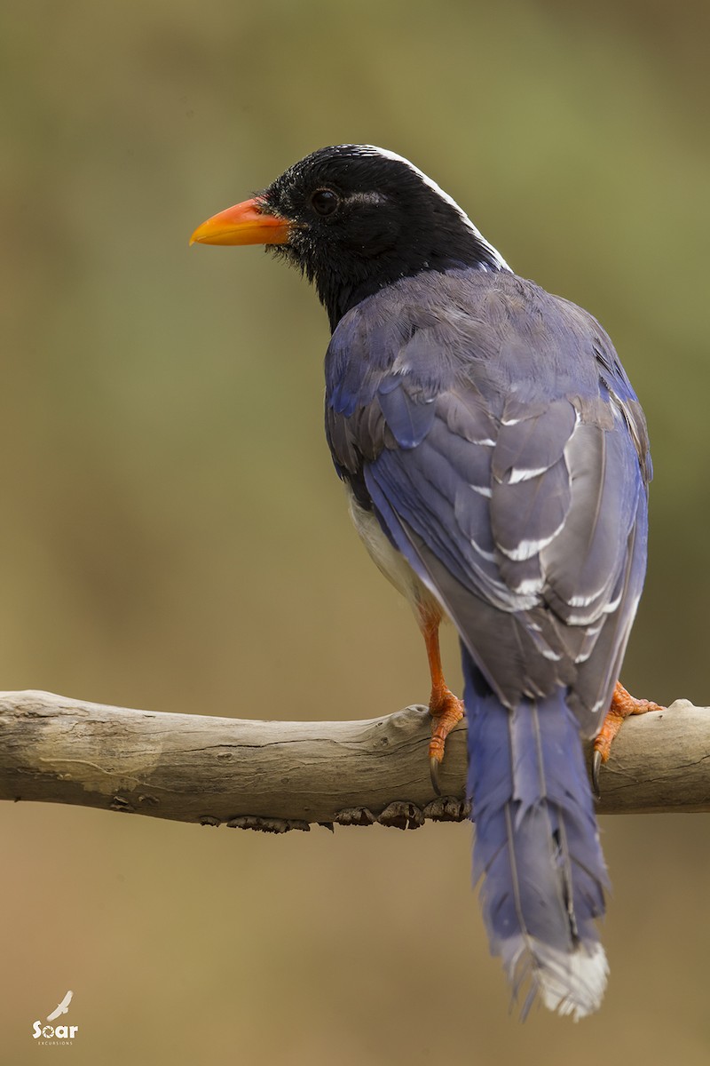 Red-billed Blue-Magpie - Soar Excursions