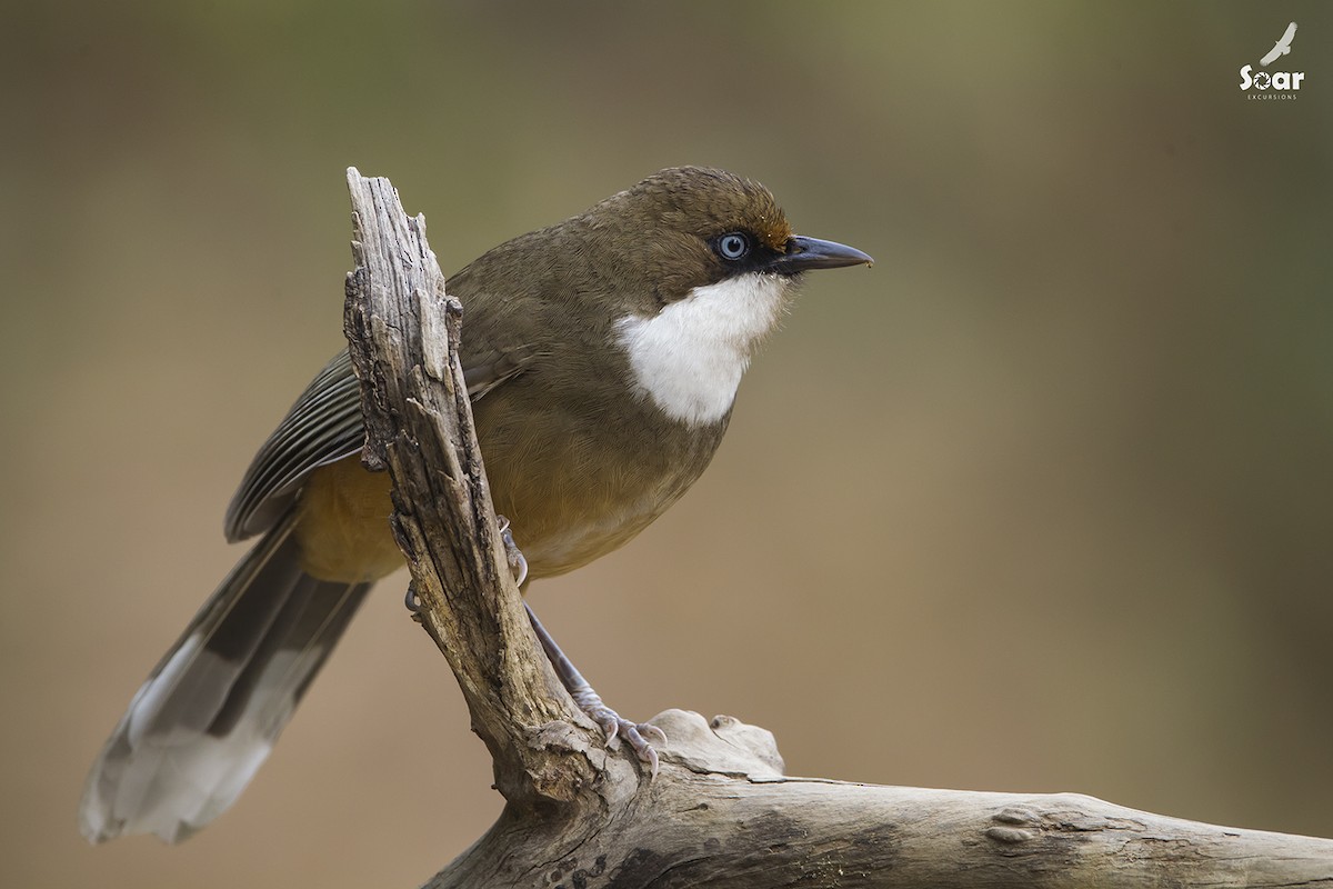 White-throated Laughingthrush - Soar Excursions