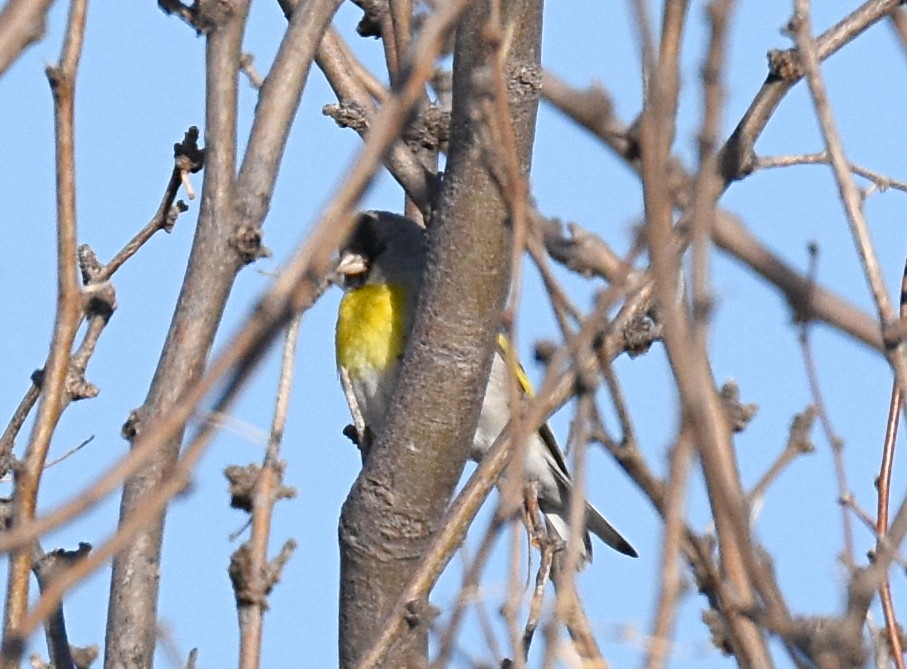 Lawrence's Goldfinch - ML149333541