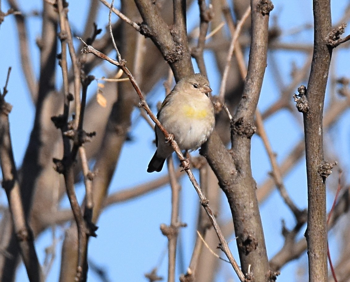 Lawrence's Goldfinch - ML149333551