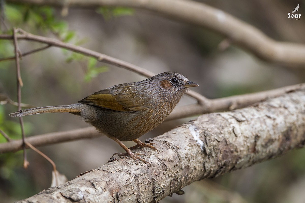 Streaked Laughingthrush - Soar Excursions