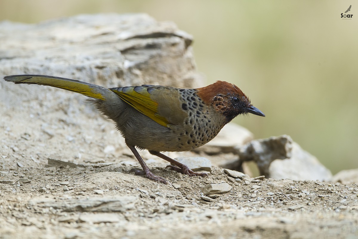 Chestnut-crowned Laughingthrush - Soar Excursions