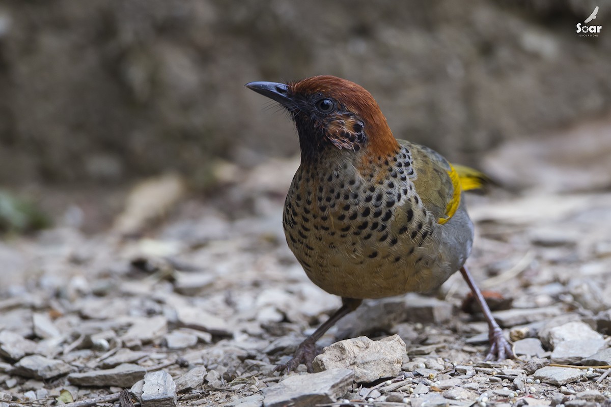 Chestnut-crowned Laughingthrush - Soar Excursions