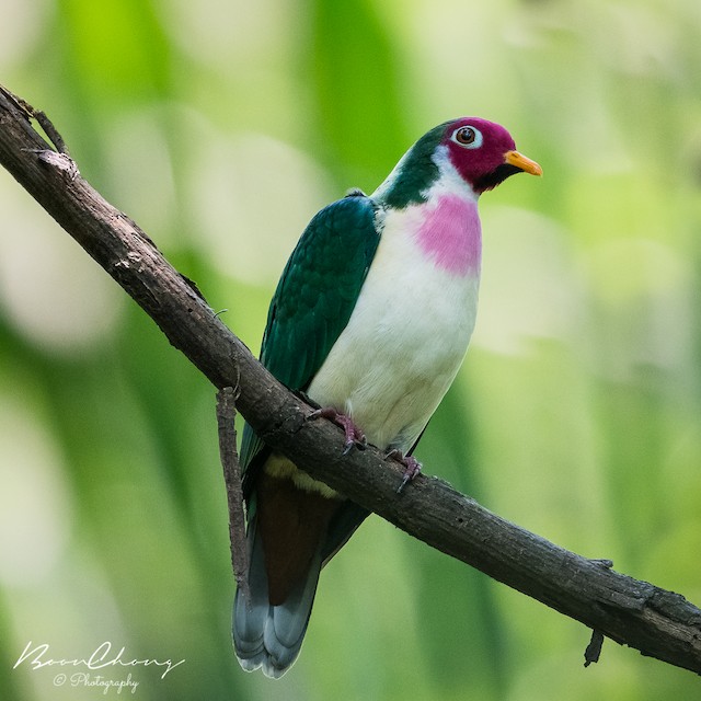 Jambu Fruit-Dove - eBird