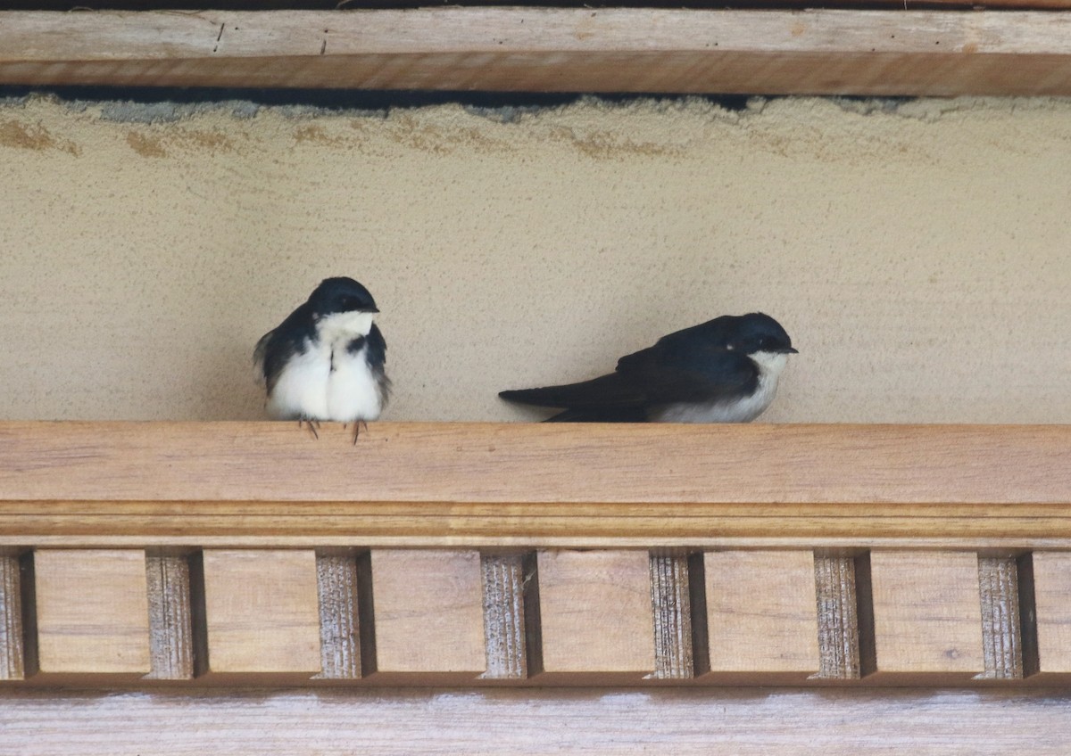 Blue-and-white Swallow - ML149336981