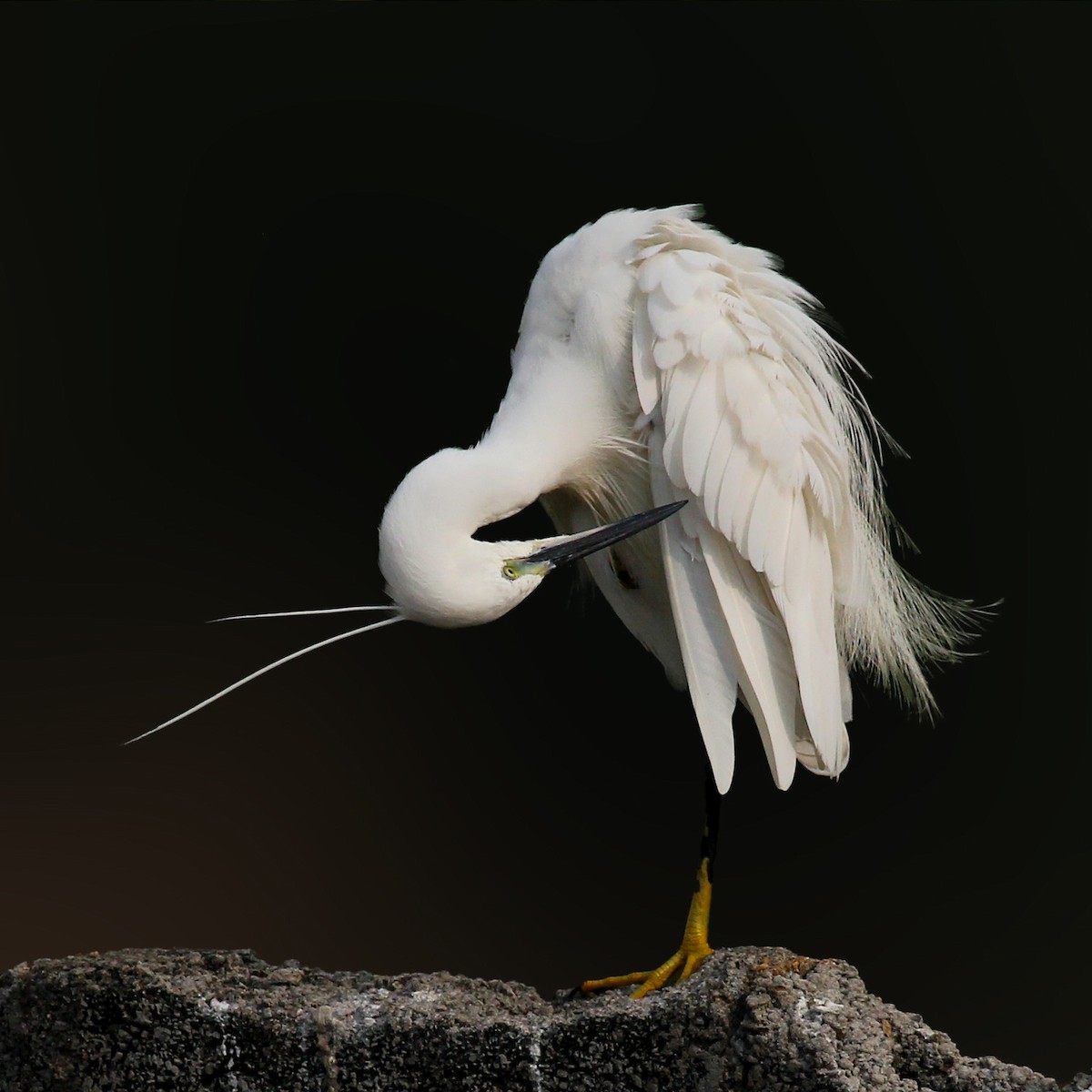 Little Egret - Aravind AM