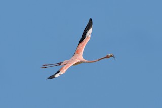 American Flamingo, ML149338481
