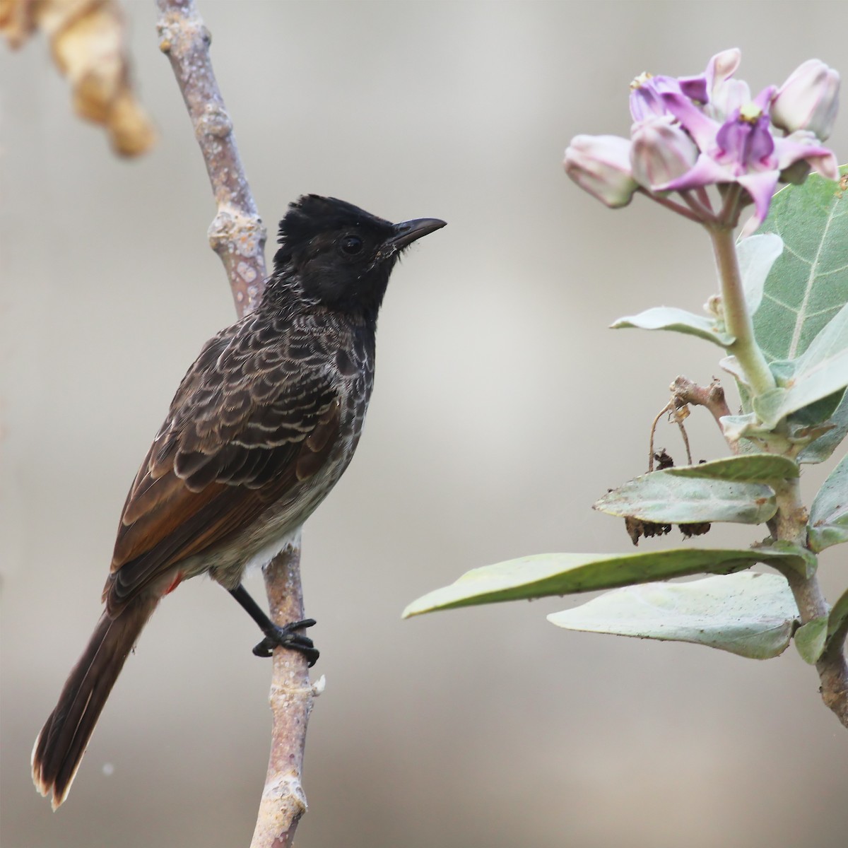 Red-vented Bulbul - ML149339501