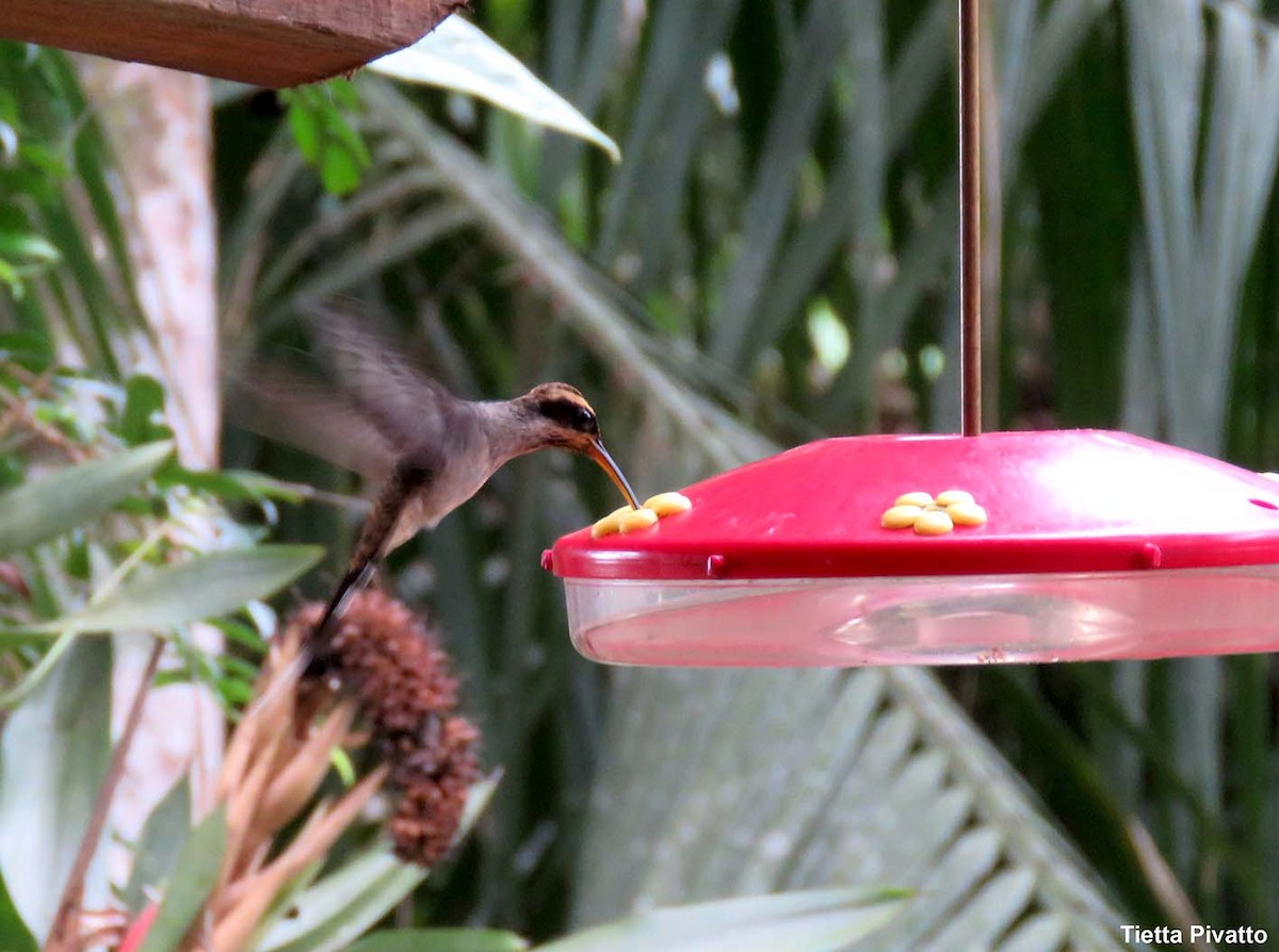 Чешуегорлый колибри-отшельник - ML149339611