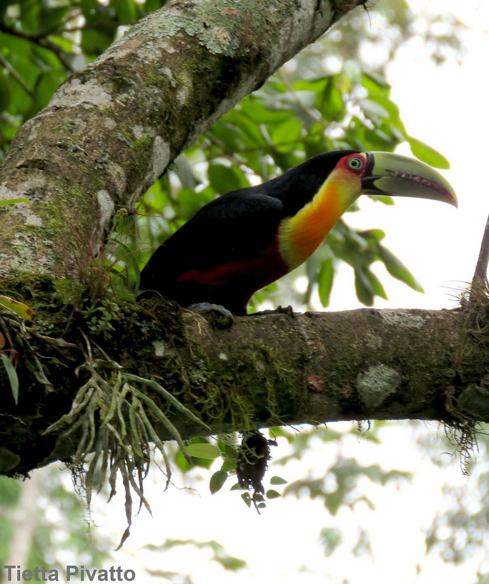 Red-breasted Toucan - ML149339741