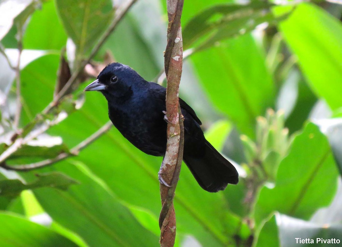 Ruby-crowned Tanager - ML149339971