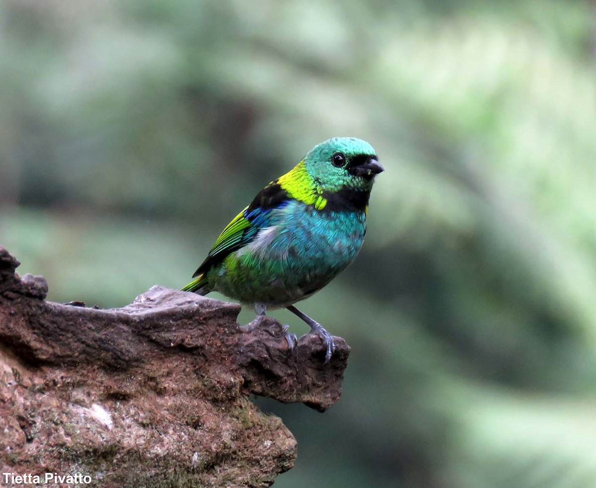 Green-headed Tanager - ML149340051