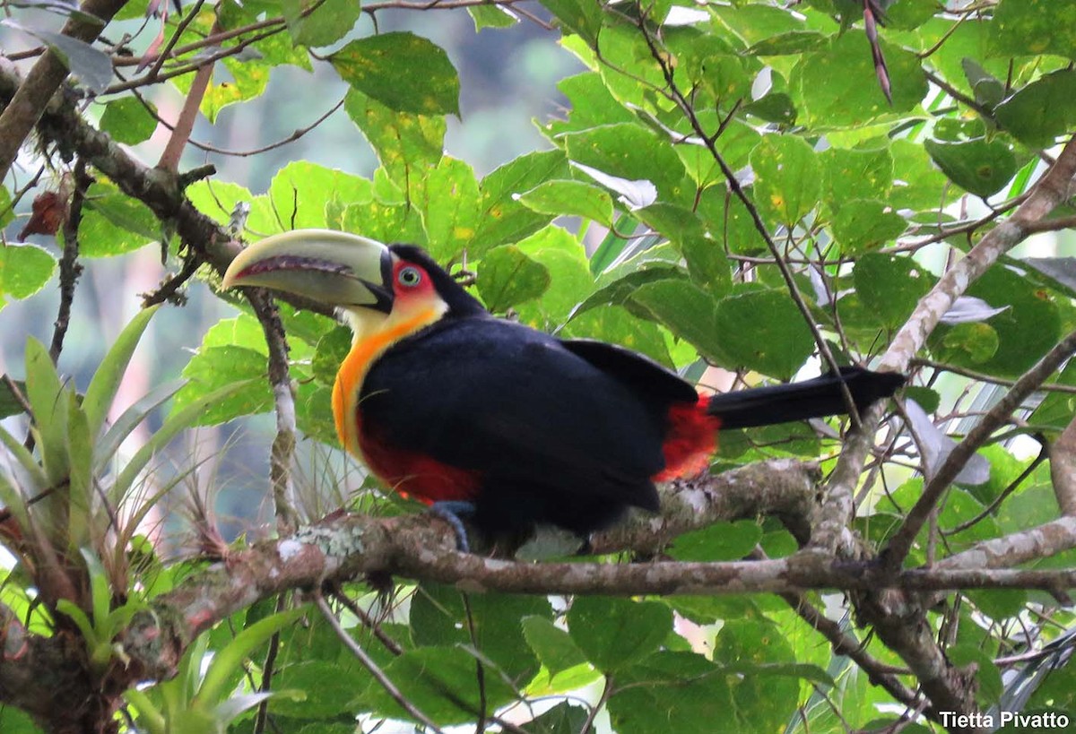 Red-breasted Toucan - ML149341291