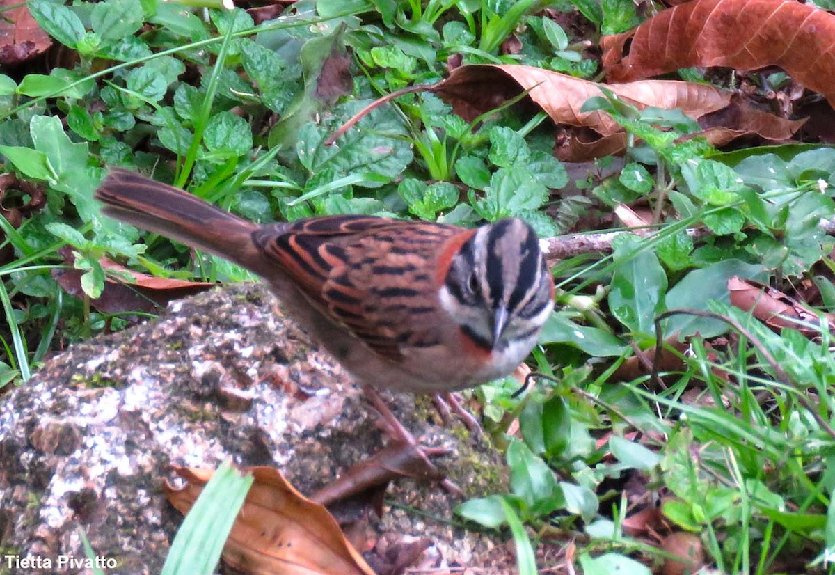 Rufous-collared Sparrow - ML149341891