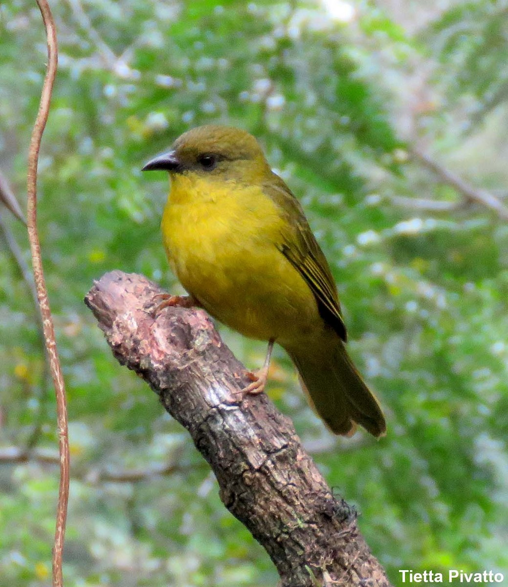 Olive-green Tanager - ML149342121