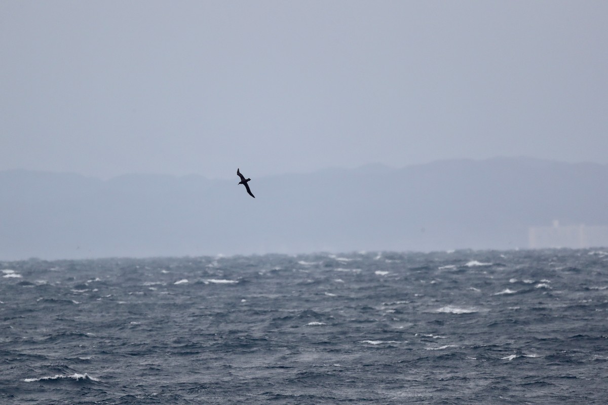 Black-footed Albatross - Ting-Wei (廷維) HUNG (洪)