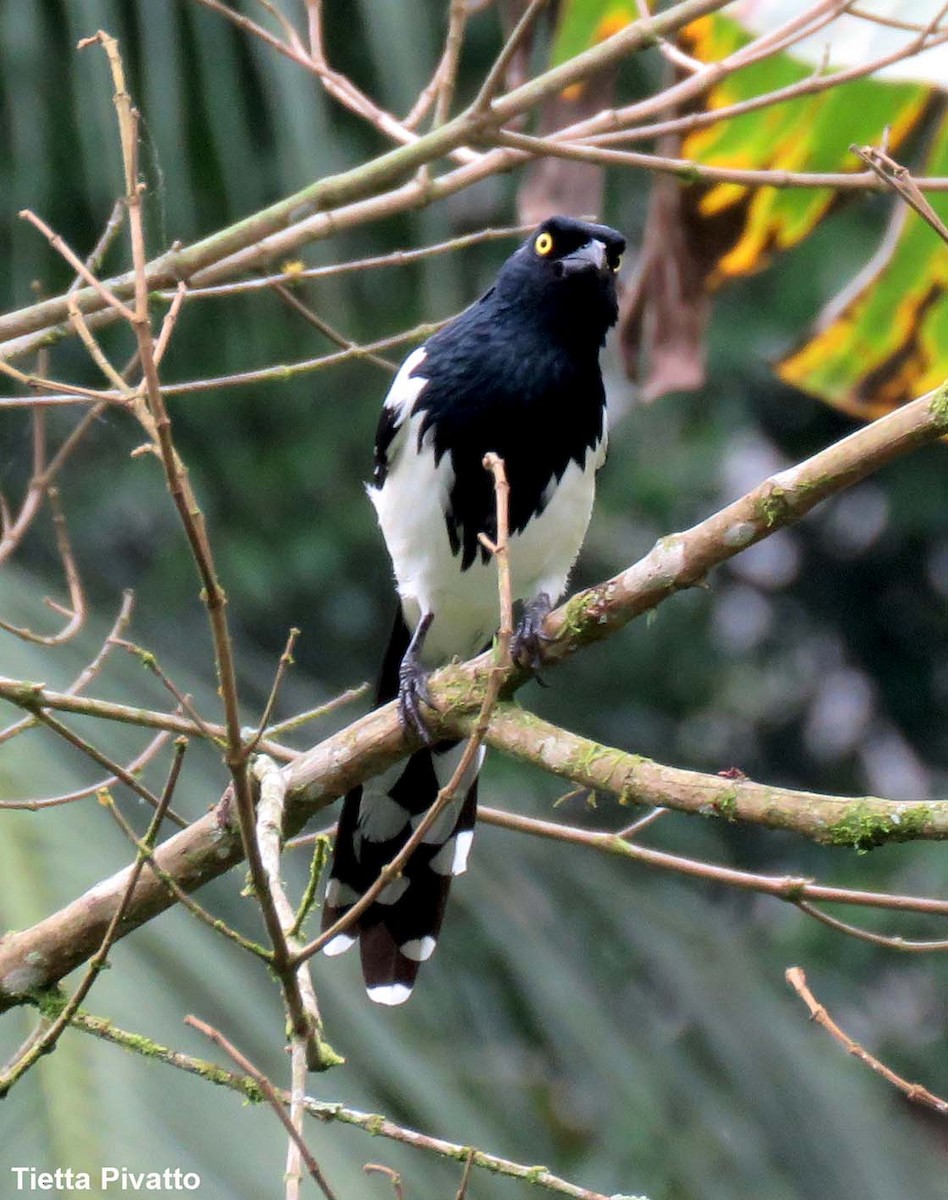Magpie Tanager - ML149342671