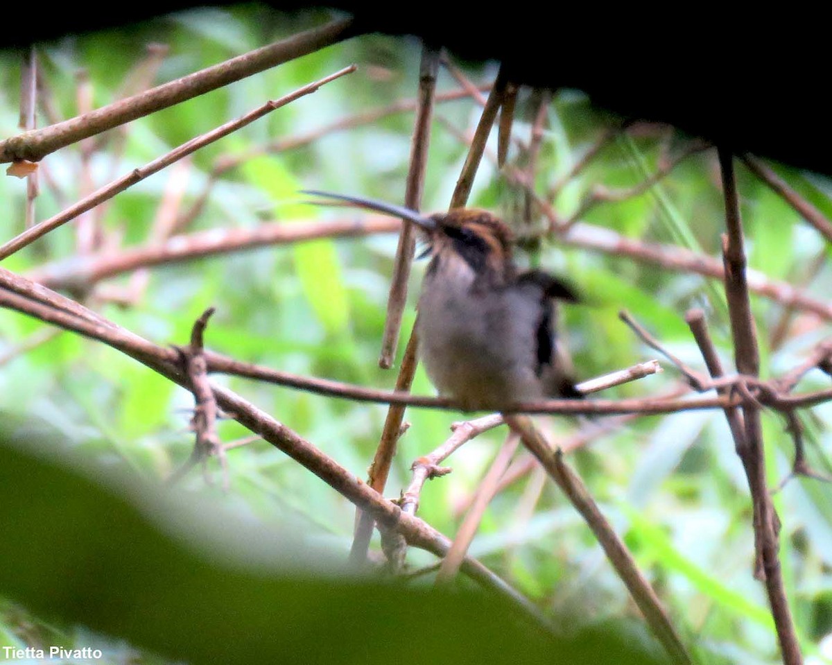 Scale-throated Hermit - ML149343411