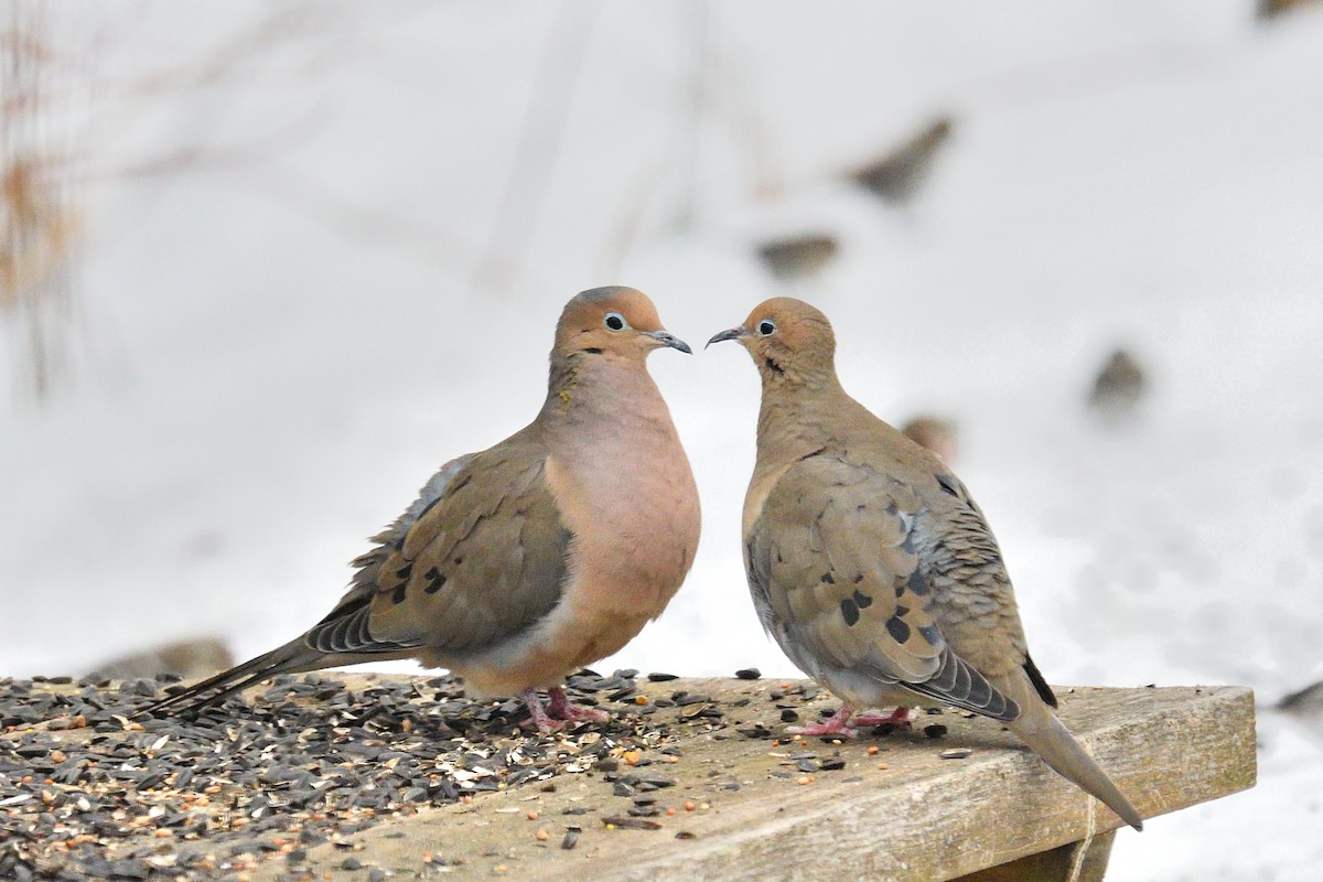 Mourning Dove - Yves Darveau