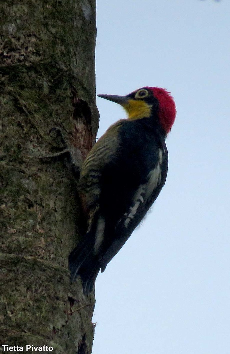 Yellow-fronted Woodpecker - ML149343681