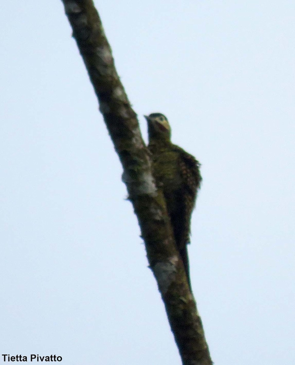 Green-barred Woodpecker - ML149343691