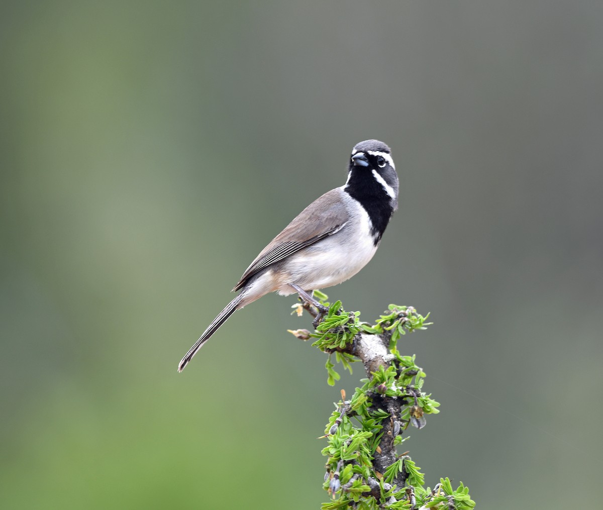 Black-throated Sparrow - ML149343911