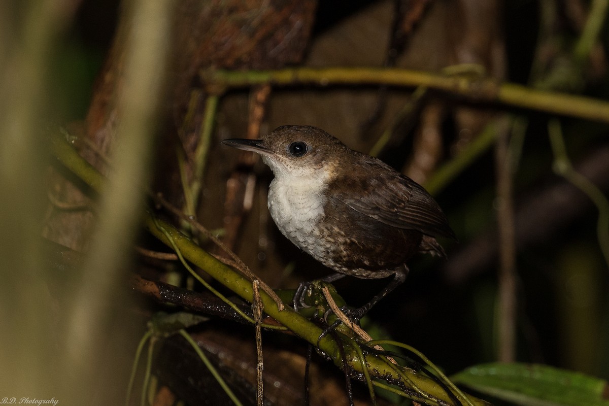 Scaly-breasted Wren - Blair Dudeck