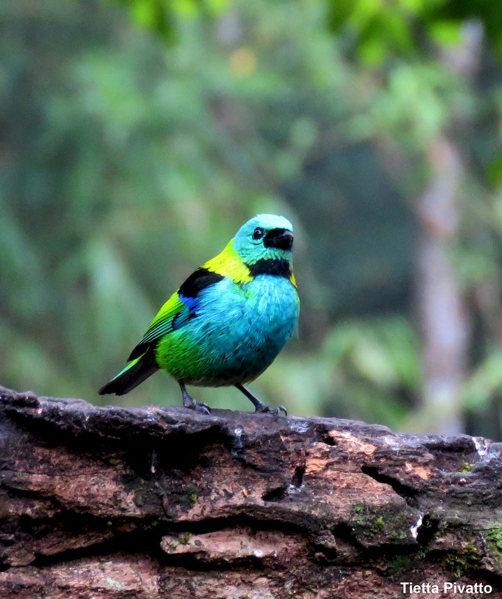 Green-headed Tanager - ML149344931