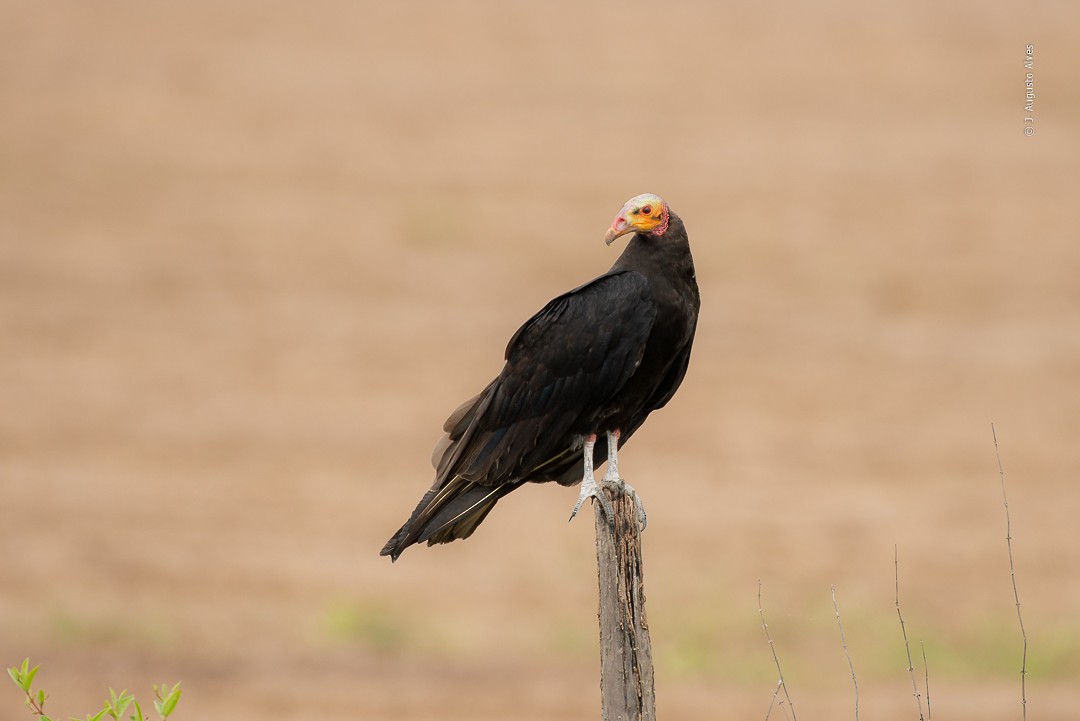 Lesser Yellow-headed Vulture - Augusto Alves
