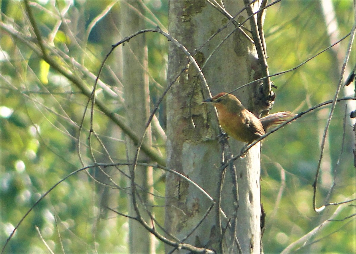 Orange-breasted Thornbird - ML149347801