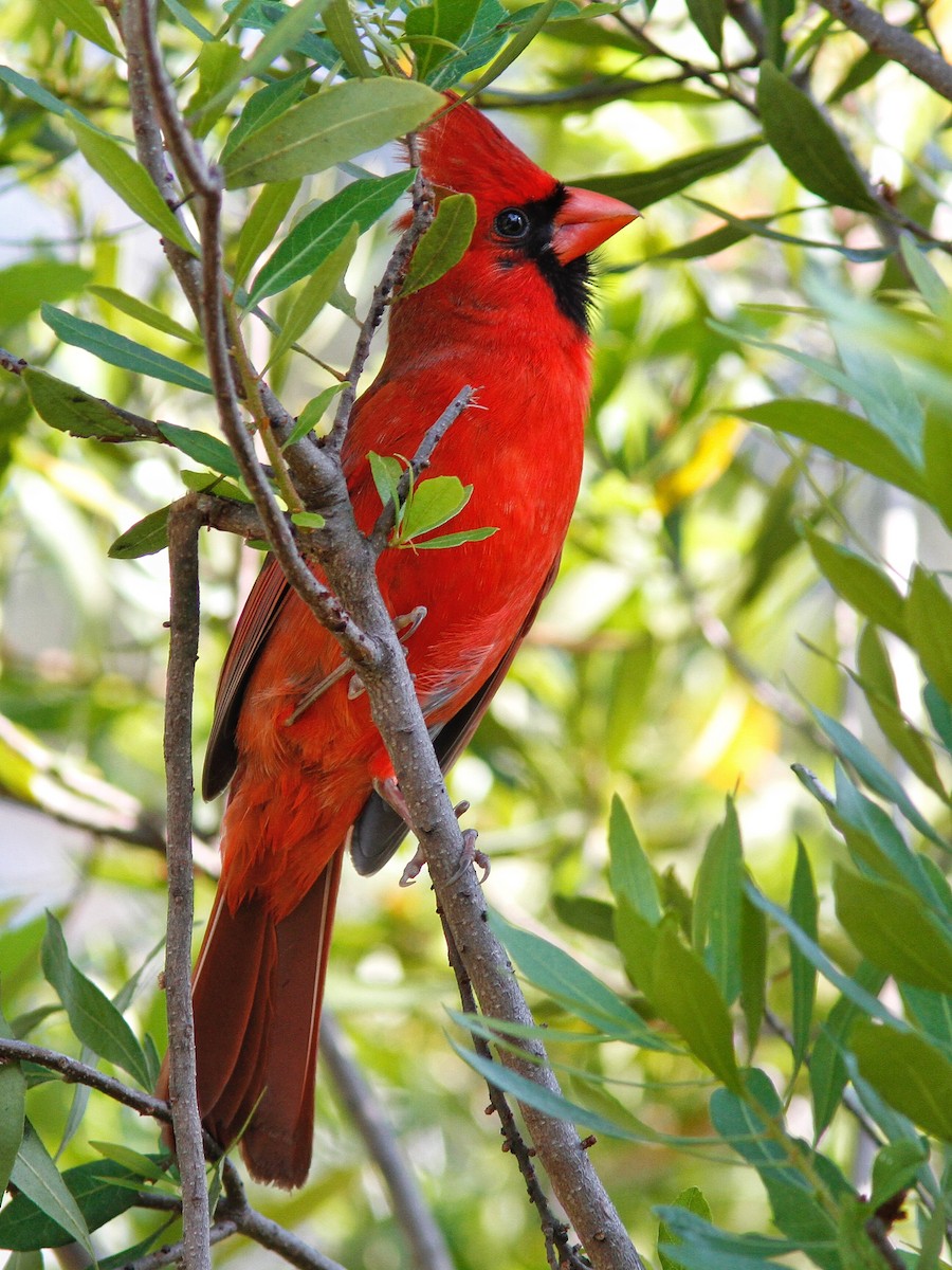 Northern Cardinal (Common) - ML149348441