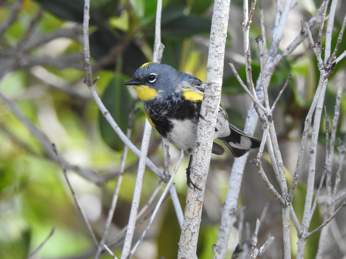 Yellow-rumped Warbler (Audubon's) - ML149352471