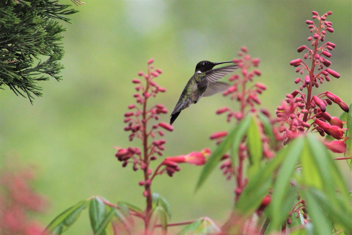 Ruby-throated Hummingbird - Clint Robinson