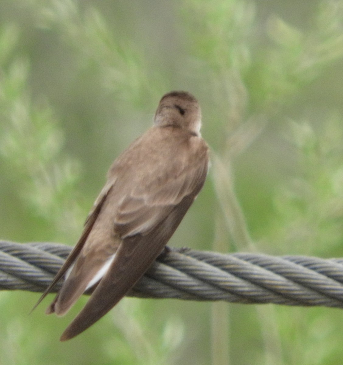 Northern Rough-winged Swallow - ML149353611