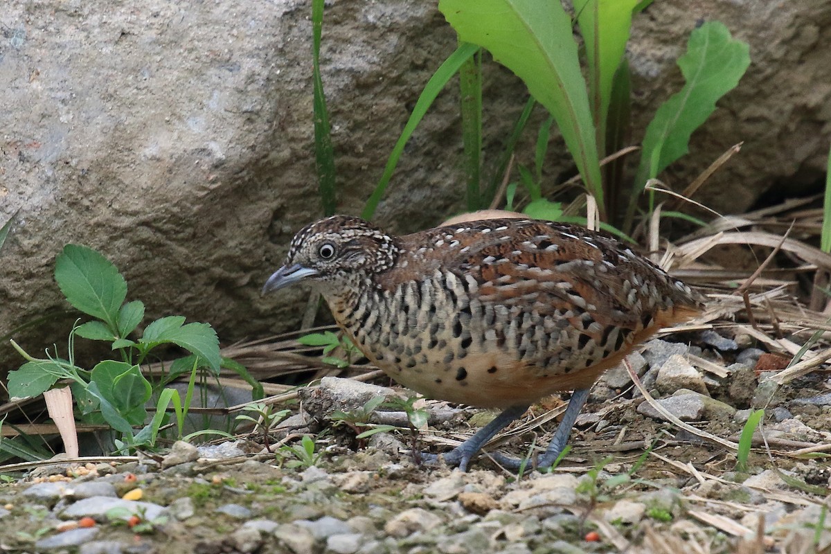 Barred Buttonquail - ST Chien