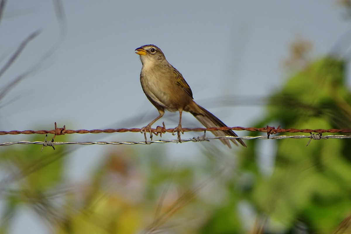 Wedge-tailed Grass-Finch - Marcos Ponce
