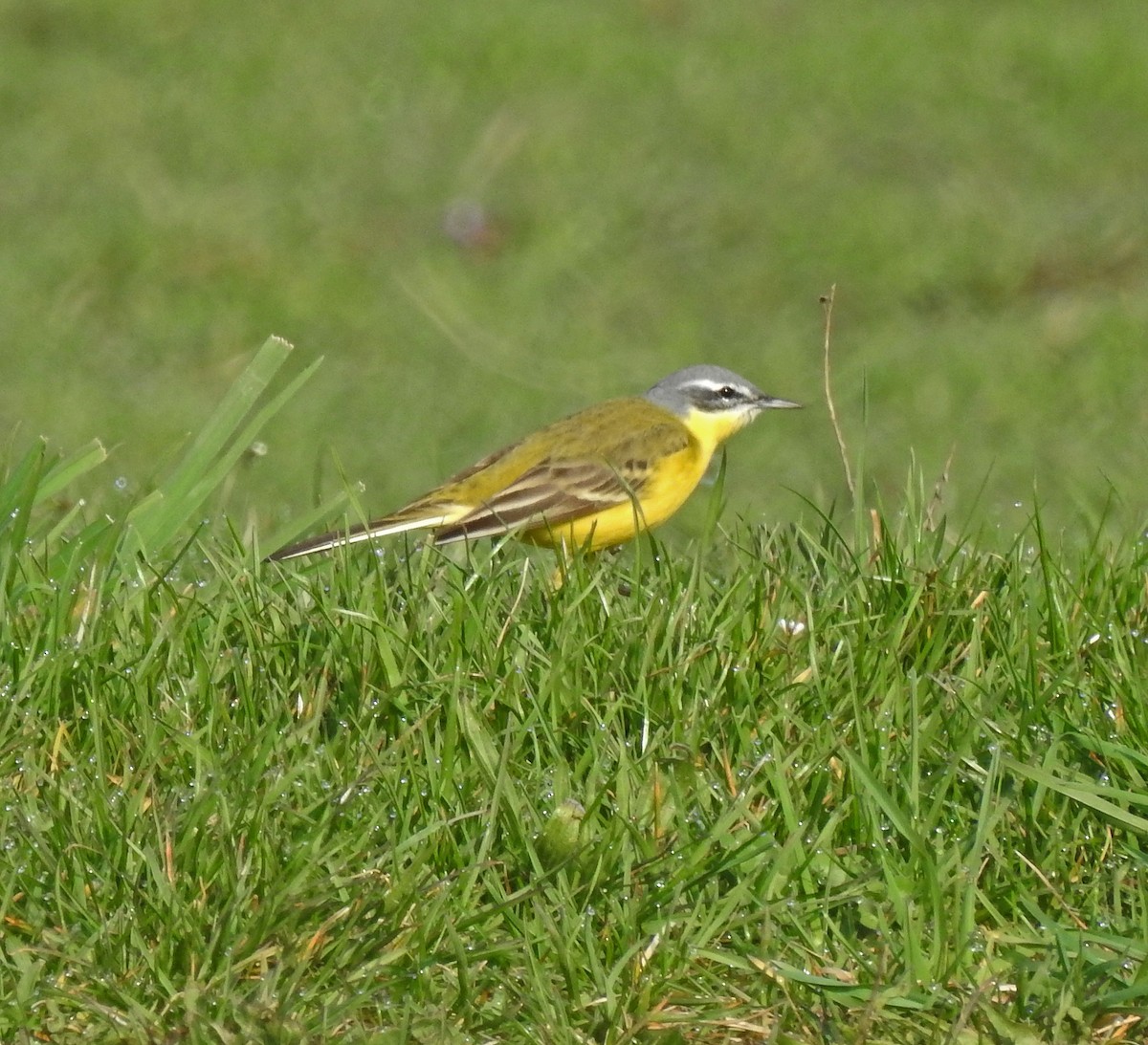 Western Yellow Wagtail - Manfred Schleuning