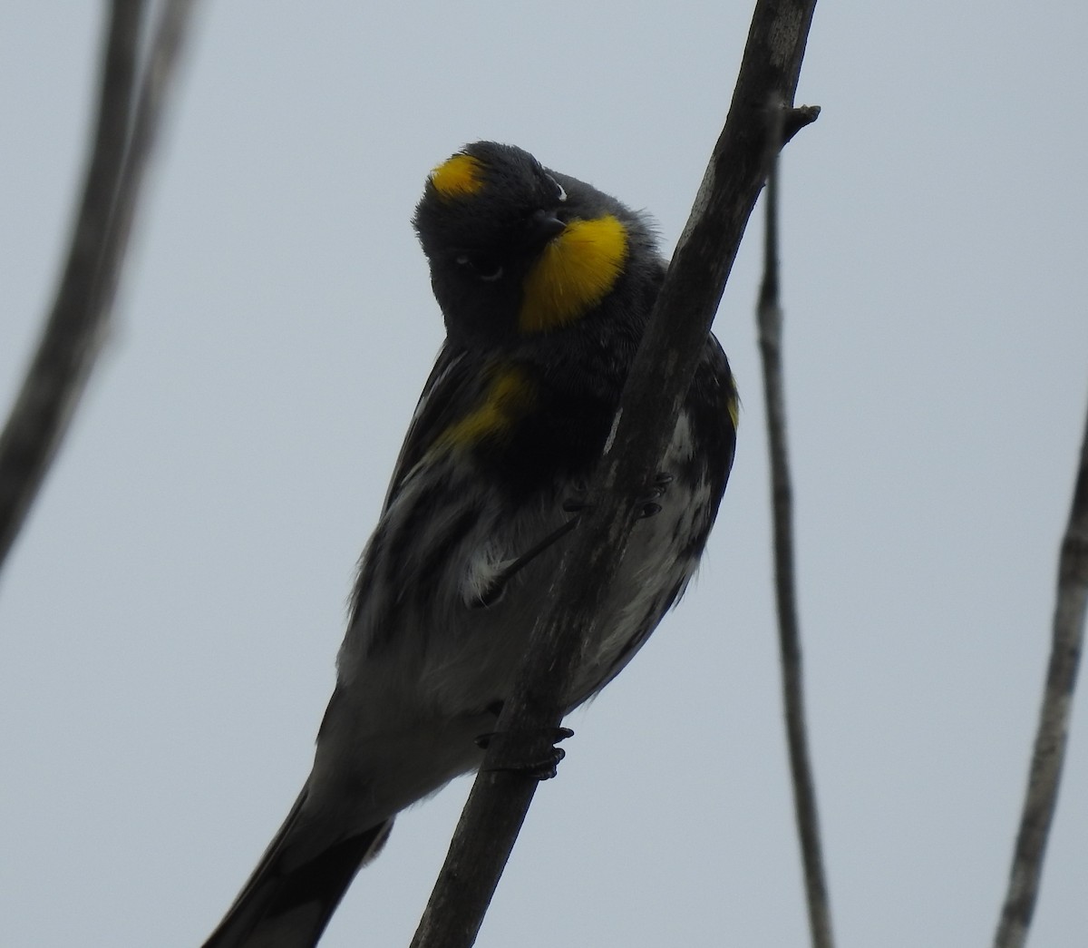 Yellow-rumped Warbler (Audubon's) - ML149362951